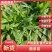 面条菜野菜，一手货源，专业对接