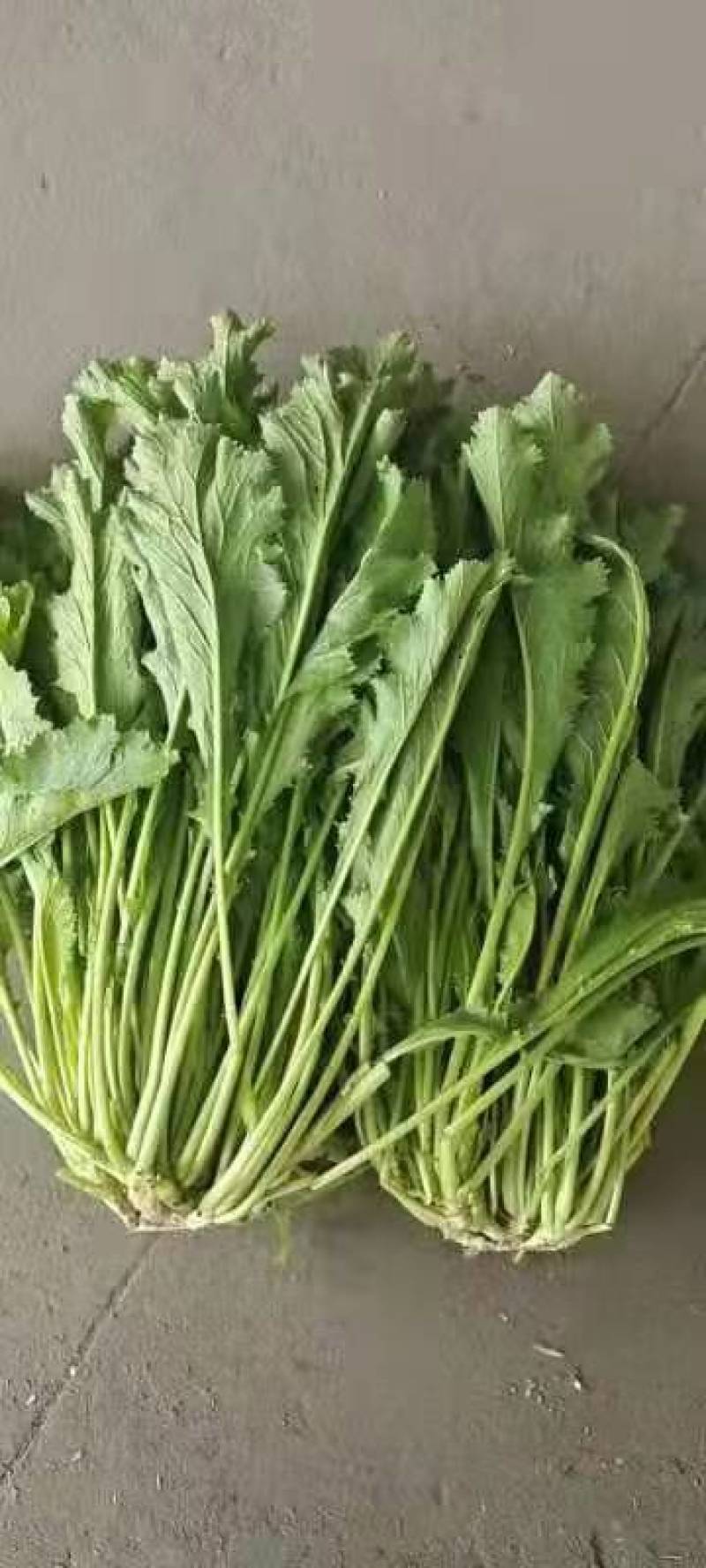 江苏雪里红规格齐全现货供应量大从优欢迎咨询