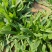 面条菜野菜，一手货源，专业对接