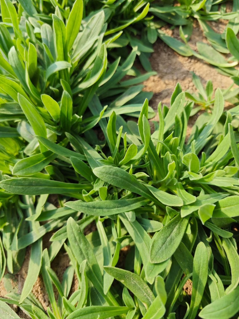 面条菜野菜，一手货源，专业对接