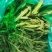 面条菜野菜，一手货源，专业对接