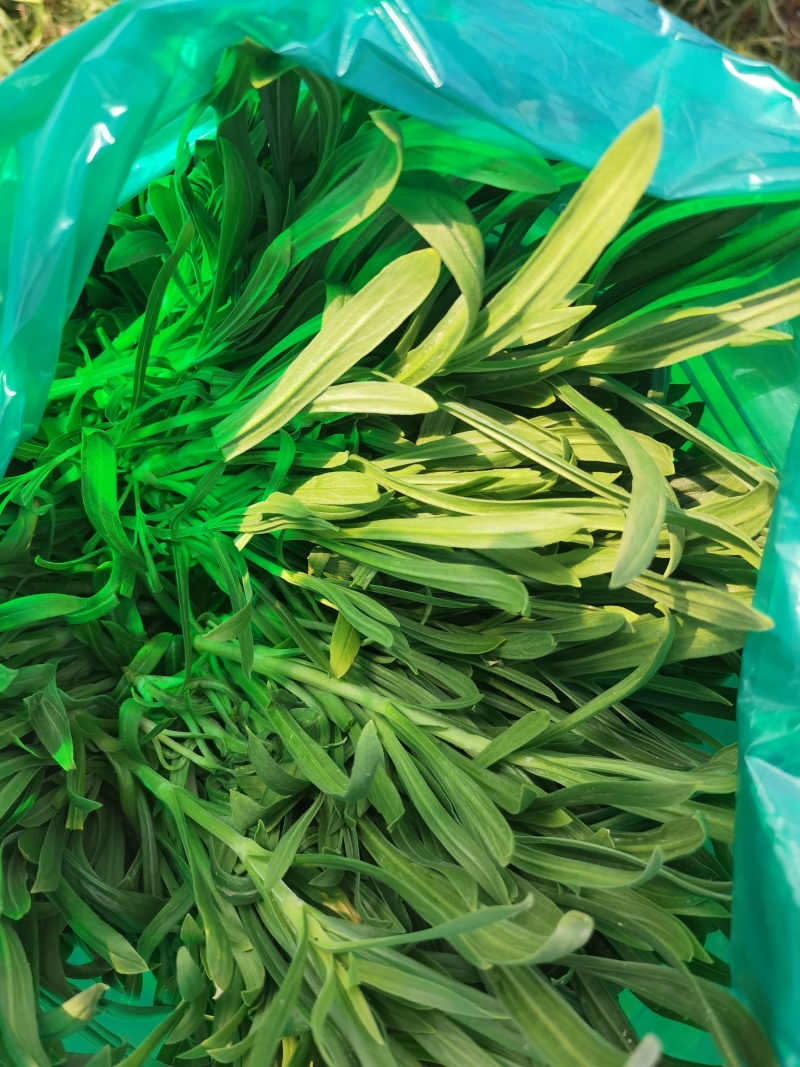 面条菜野菜，一手货源，专业对接
