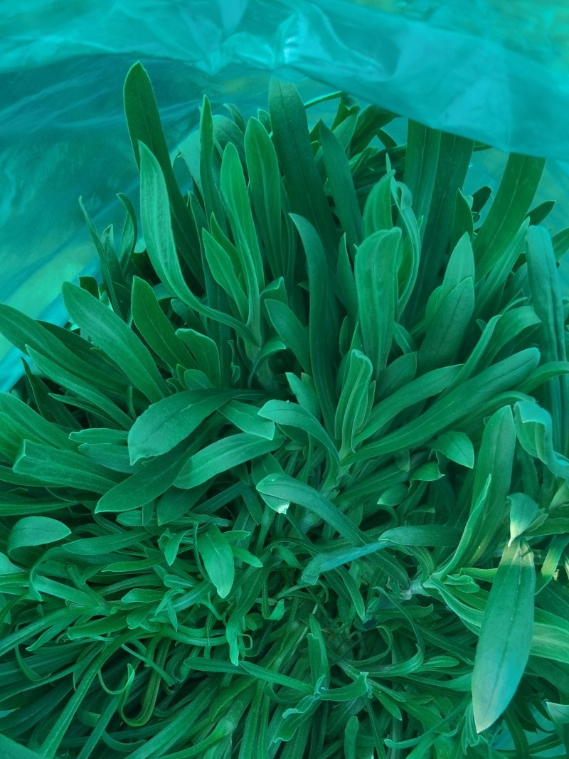 面条菜野菜，一手货源，专业对接