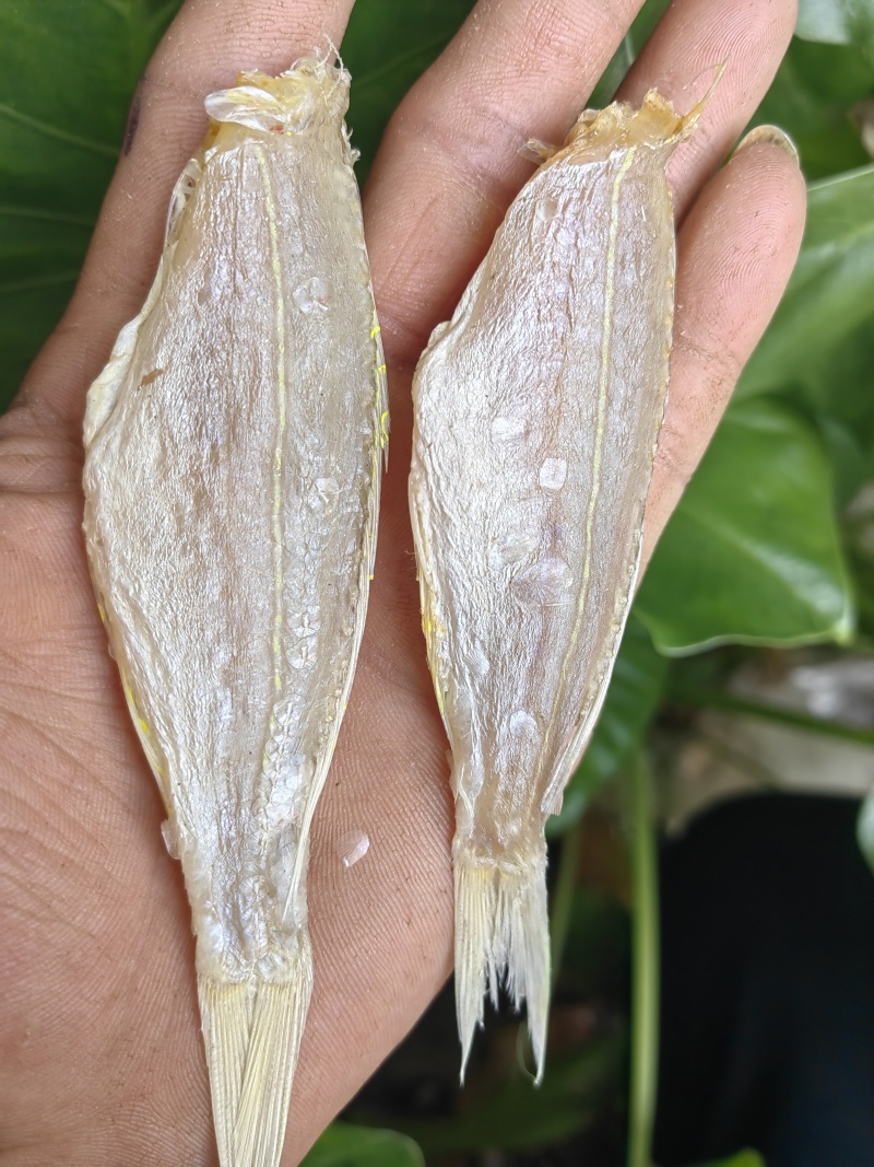 金丝红杉鱼金线红杉鱼