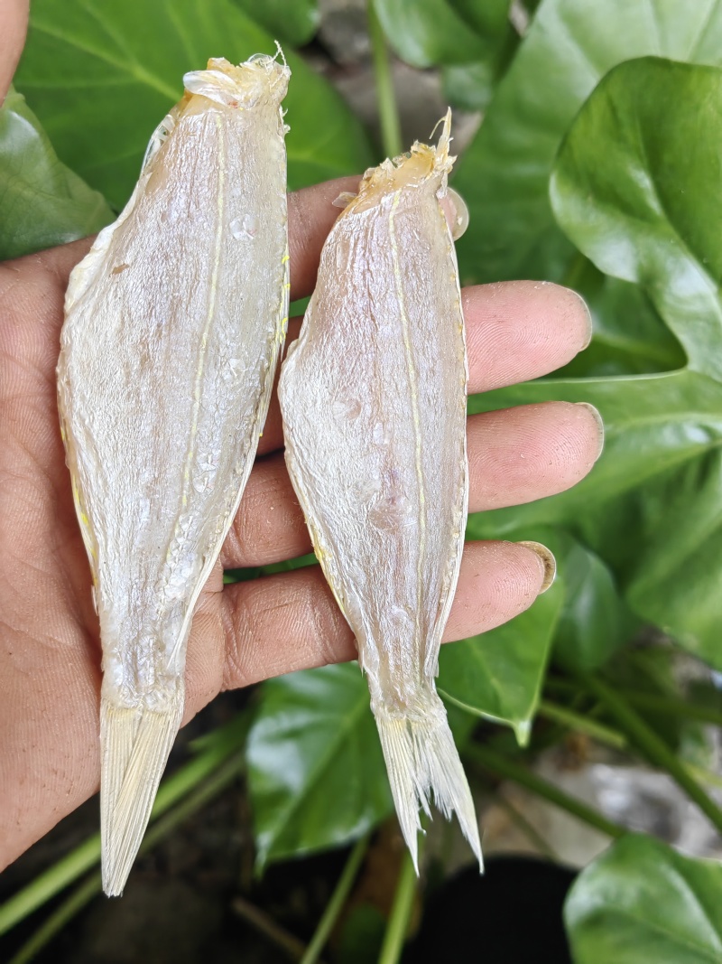 金丝红杉鱼金线红杉鱼