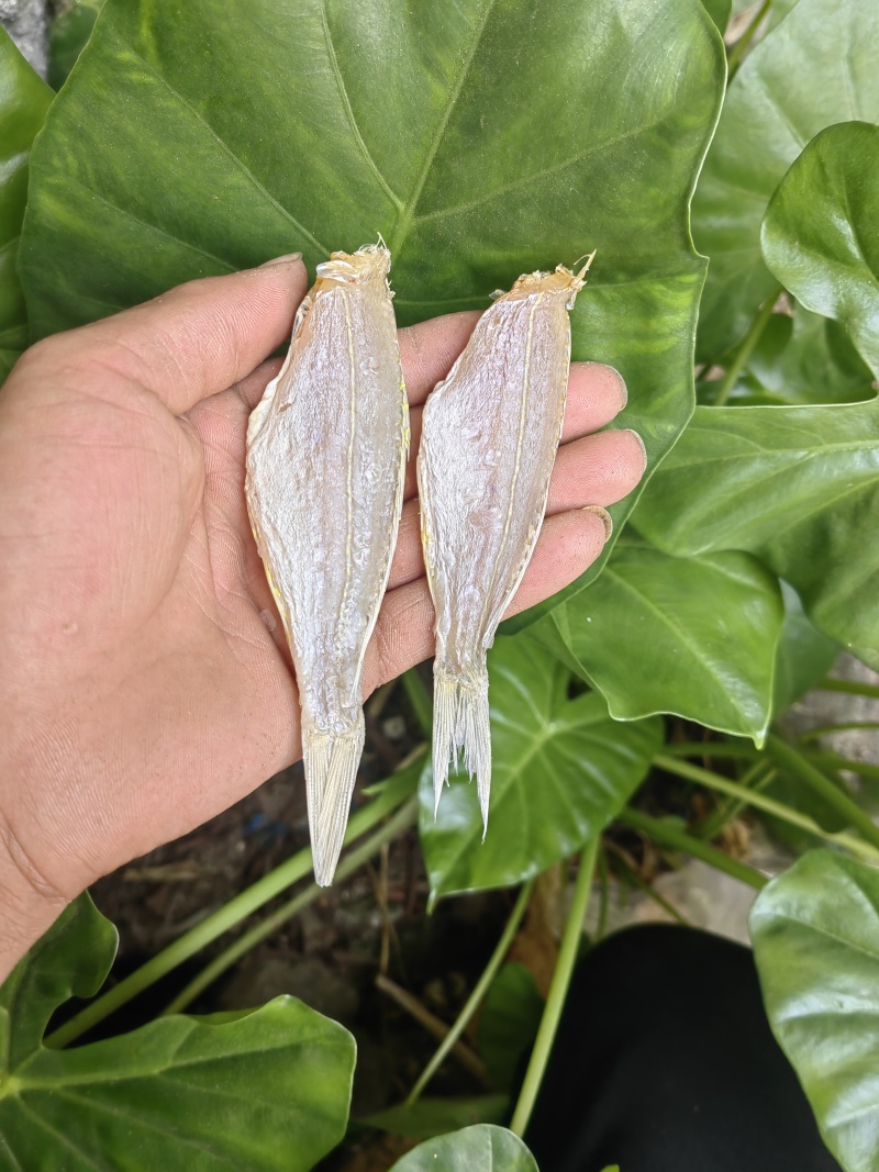 金丝红杉鱼金线红杉鱼