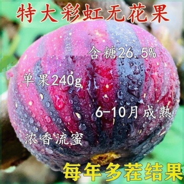 无花果树苗，彩色无花果，基地直发签约合同，实地考察包品种