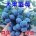 绿宝石,L25薄雾F6瑞卡，珠宝，云雀等品种蓝莓苗齐全