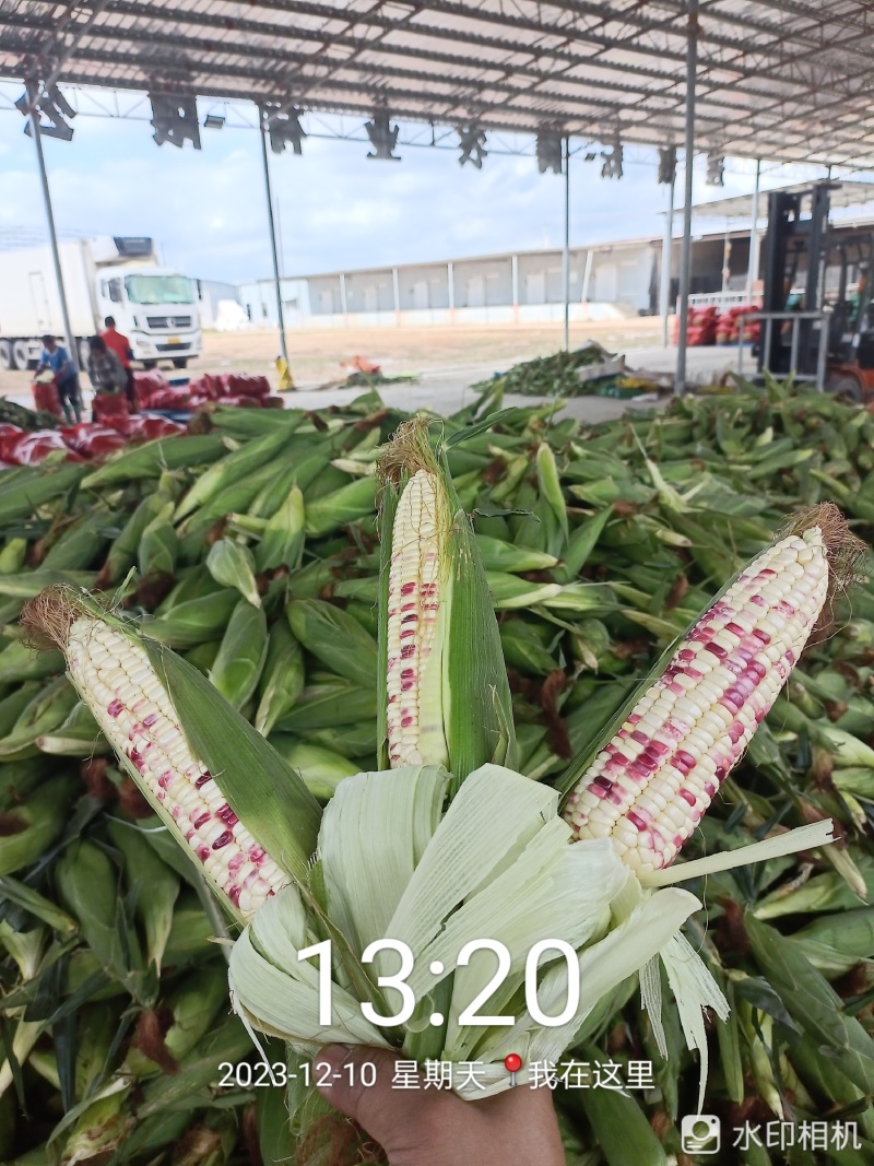 广东玉米
