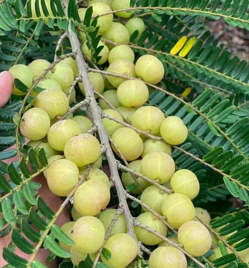 云南滇橄榄