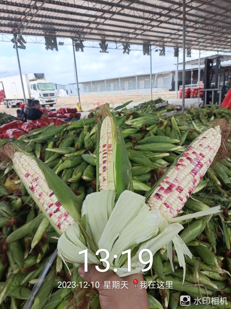 广东玉米