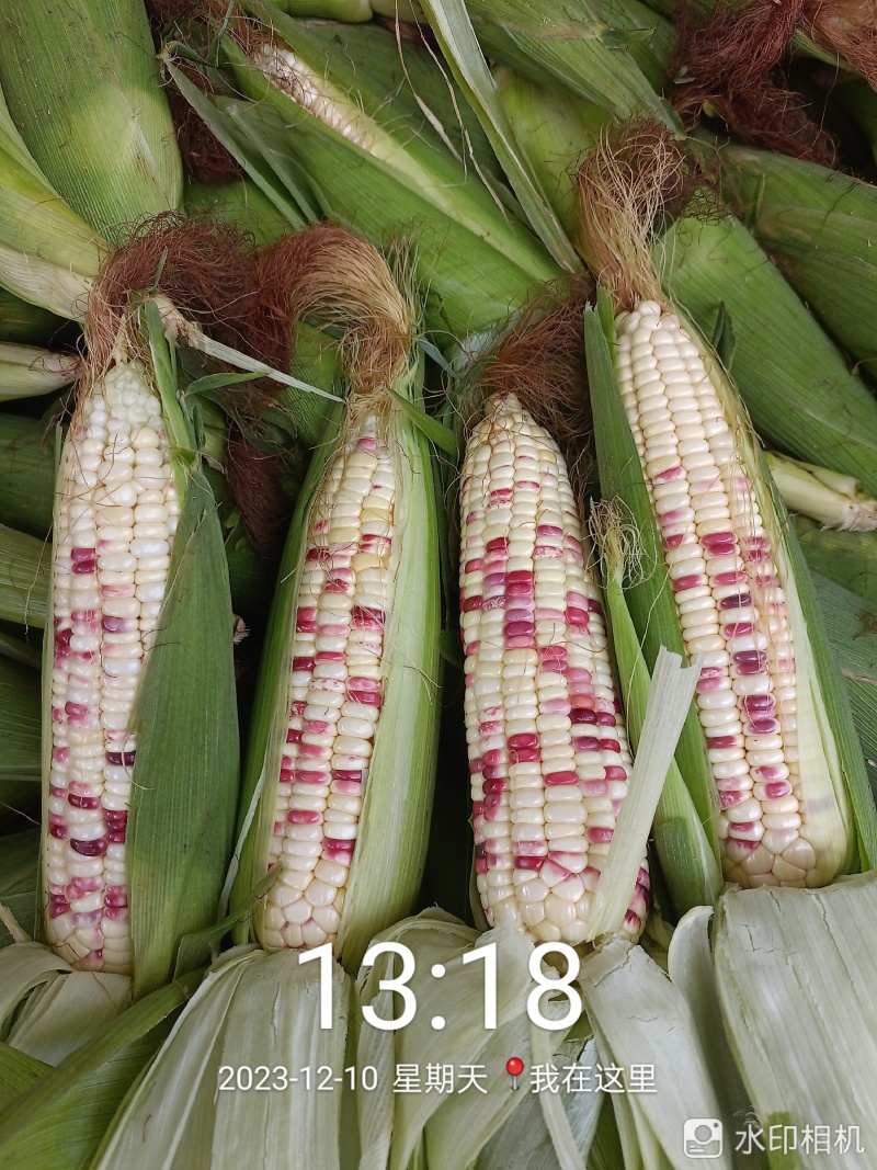 广东玉米