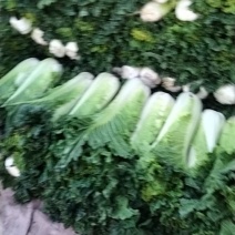 秋绿大白菜