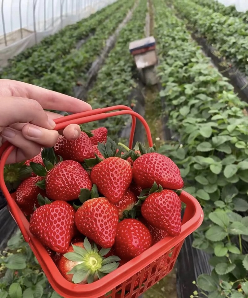 成都双流红颜草莓巧克力一件代发