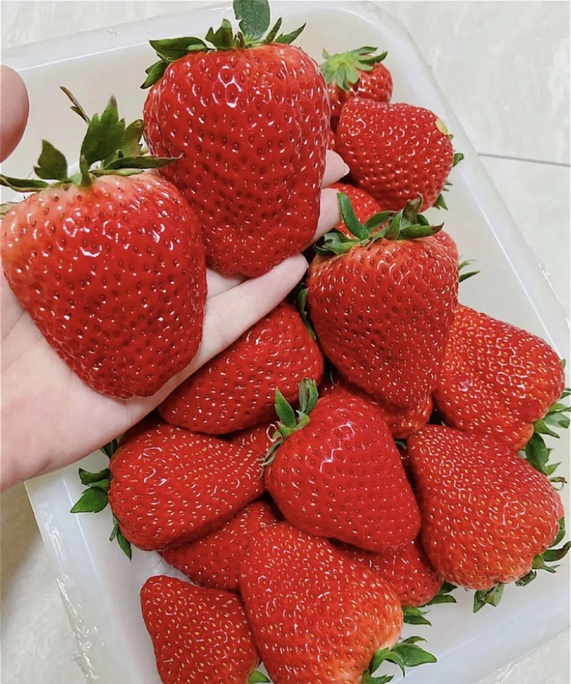 成都双流红颜草莓巧克力一件代发