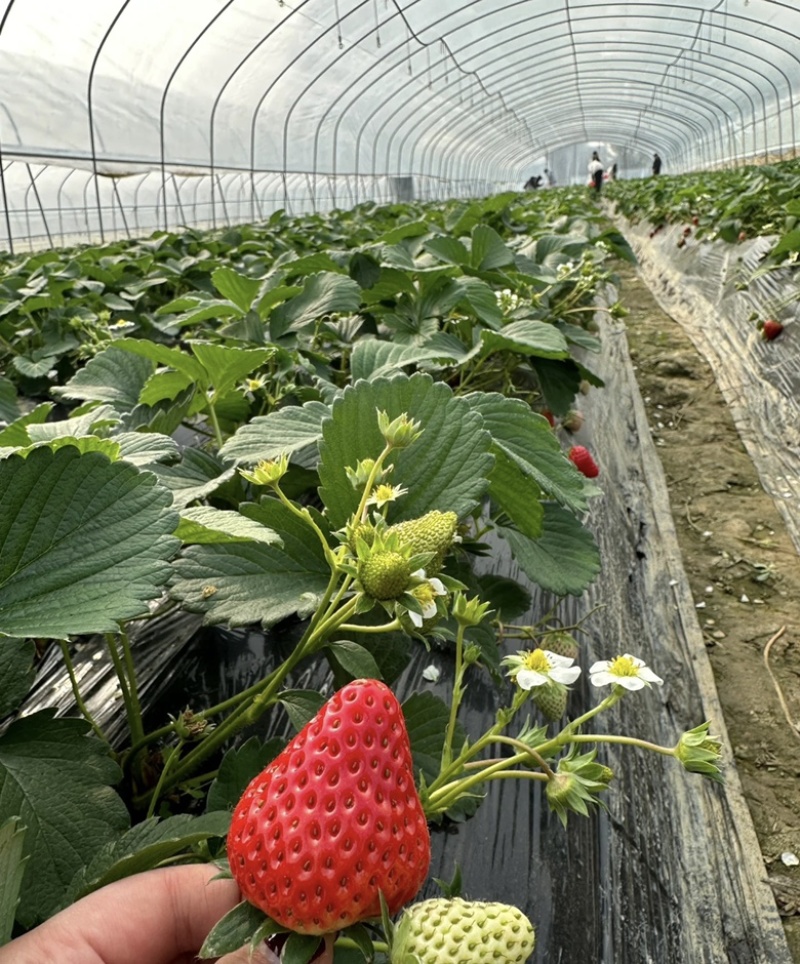 成都双流红颜草莓巧克力一件代发