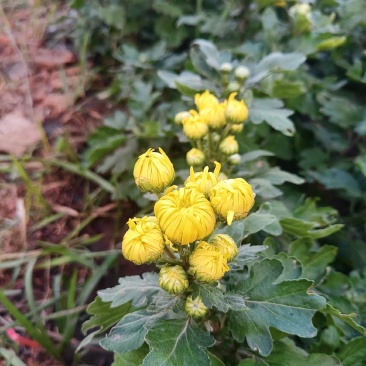 野生菊花/大量供应/全国发货/保质保量/欢迎咨询