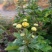 野生菊花/大量供应/全国发货/保质保量/欢迎咨询