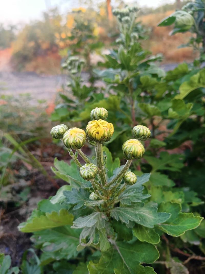 野生菊花/大量供应/全国发货/保质保量/欢迎咨询