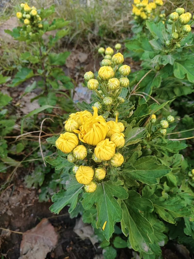 野生菊花/大量供应/全国发货/保质保量/欢迎咨询