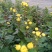 野生菊花/大量供应/全国发货/保质保量/欢迎咨询