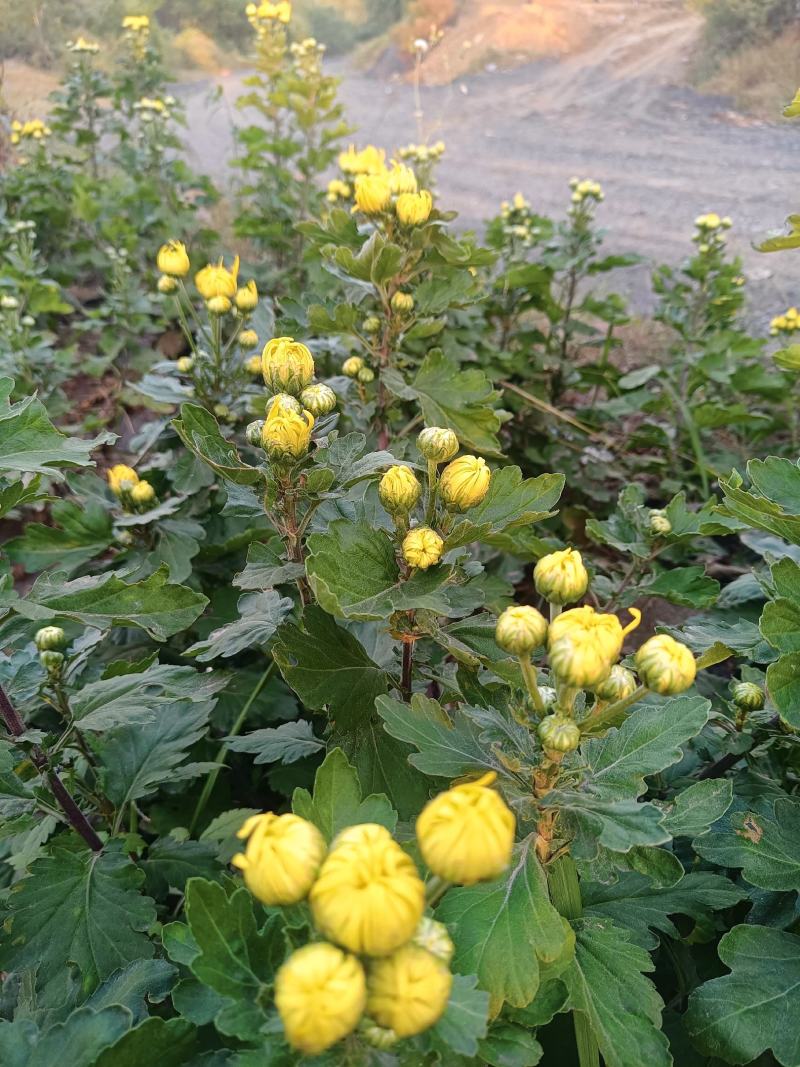 野生菊花/大量供应/全国发货/保质保量/欢迎咨询