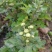 野生菊花/大量供应/全国发货/保质保量/欢迎咨询