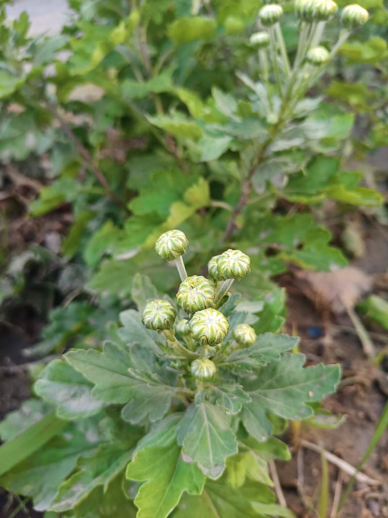 野生菊花/大量供应/全国发货/保质保量/欢迎咨询