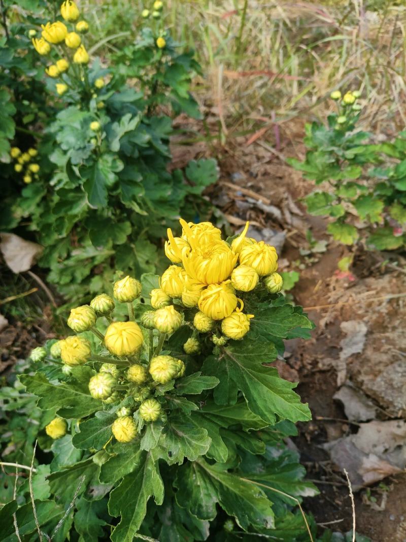 野生菊花/大量供应/全国发货/保质保量/欢迎咨询
