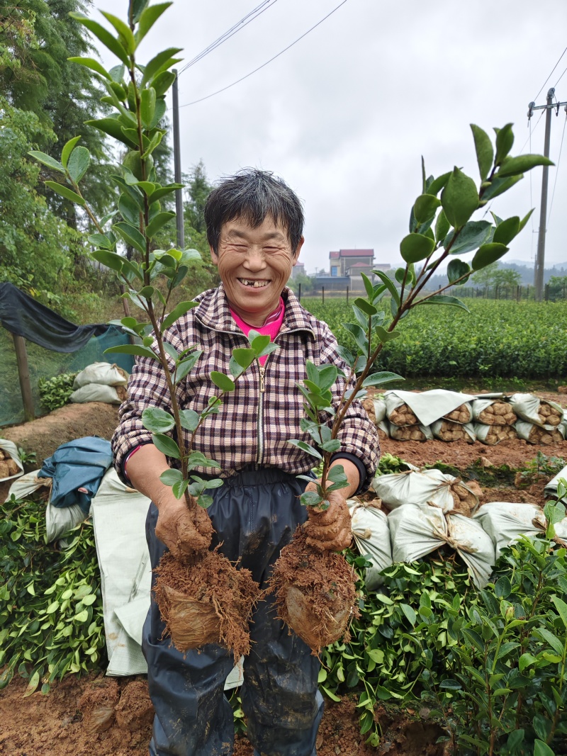 长林系列两年生小中杯30一80公分，