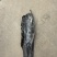 山东深海海带50公分左右精品海带头，宽叶肉厚，
