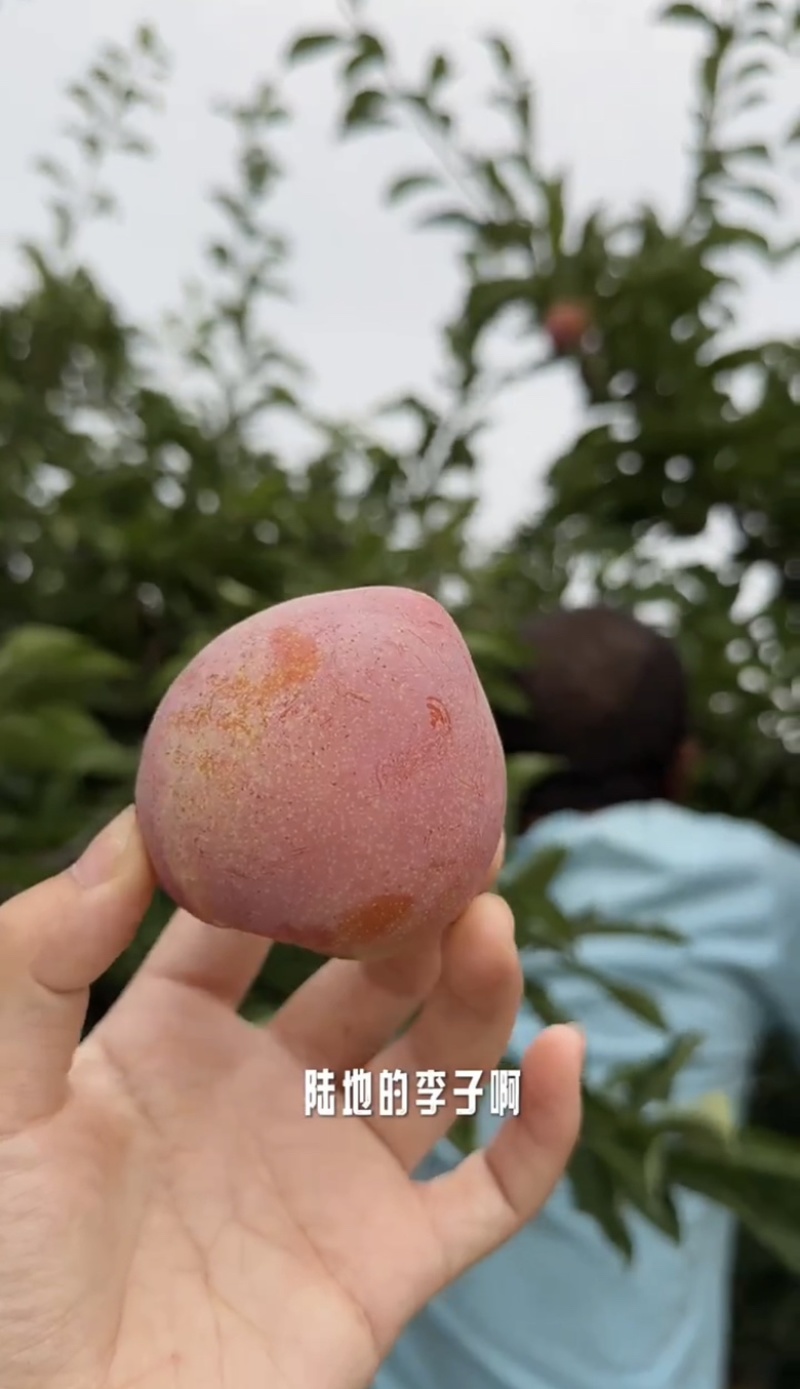 盖大李子