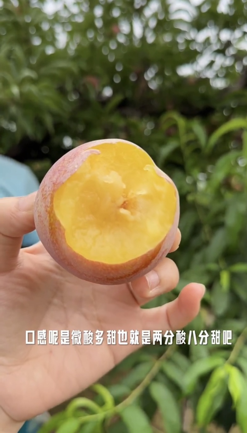 盖大李子