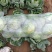 圆包菜1~2公斤