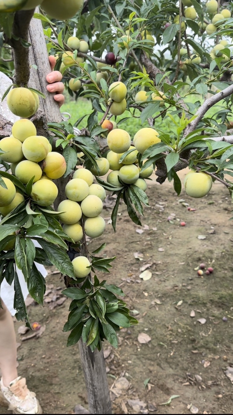 香蕉李子树苗
