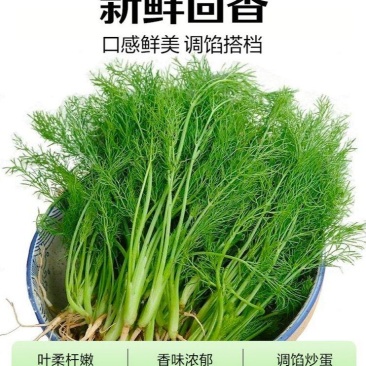 精品推荐永年茴香可产地直销视频看货质量保证