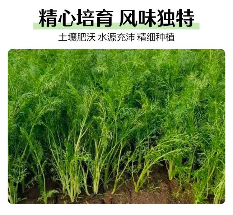精品推荐永年茴香可产地直销视频看货质量保证