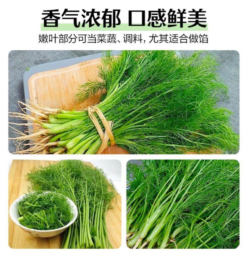 精品推荐永年茴香可产地直销视频看货质量保证