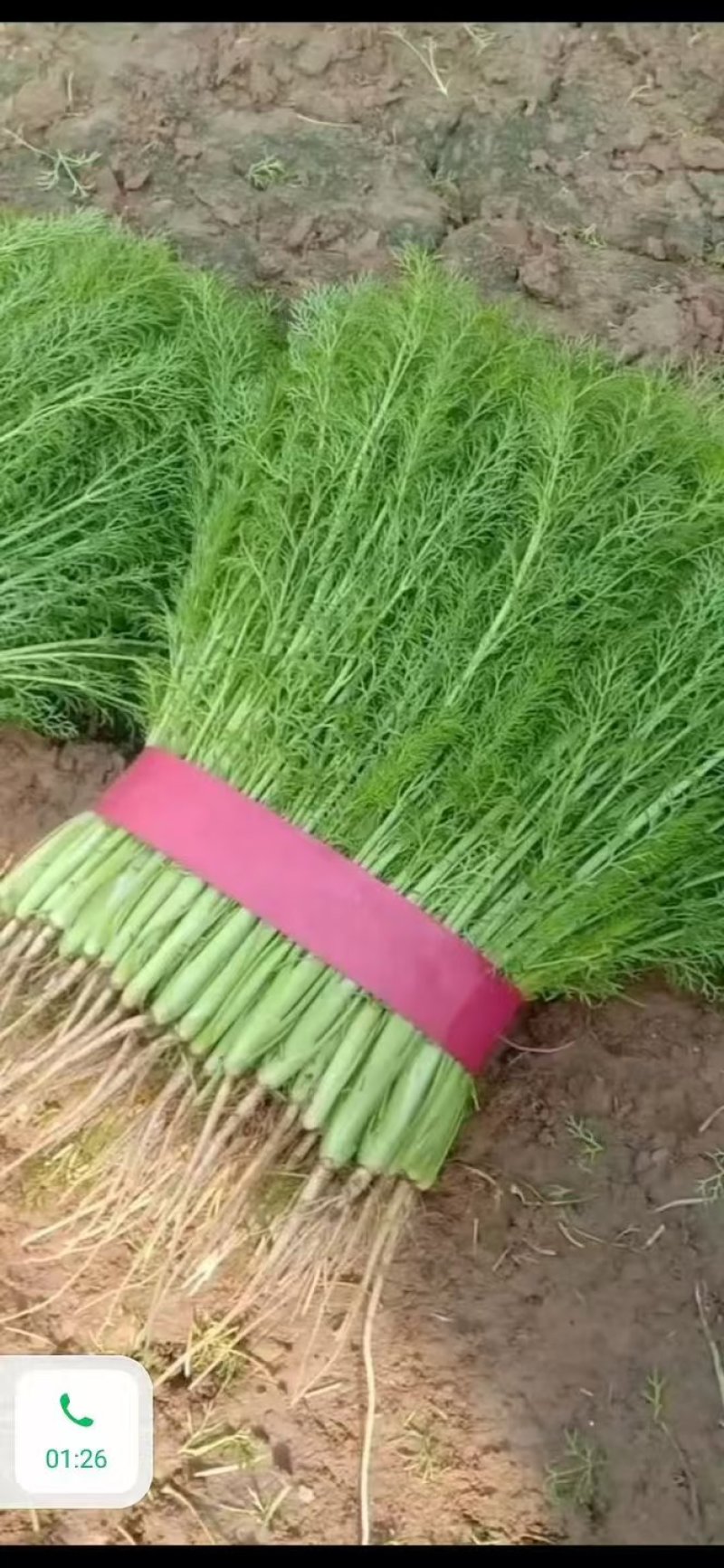 精品推荐永年茴香可产地直销视频看货质量保证