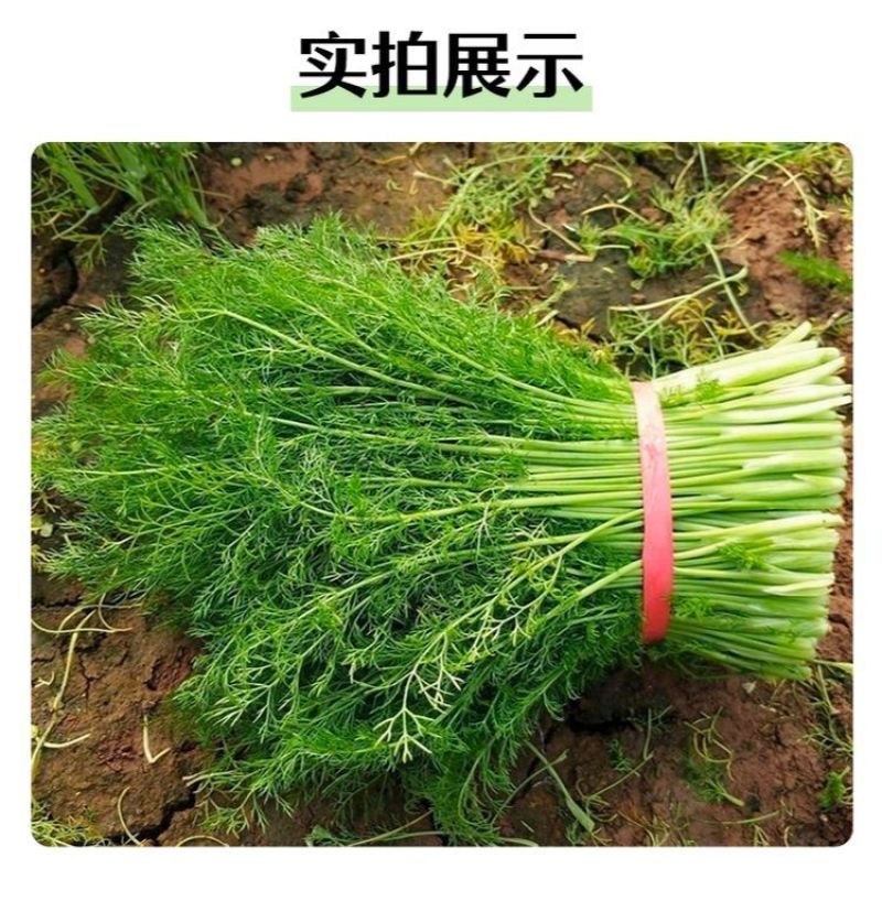 精品推荐永年茴香可产地直销视频看货质量保证