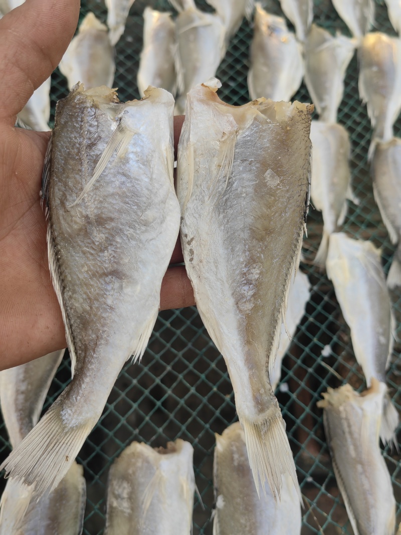 【源头批发】黄花鱼滑仔鱼小黄鱼咸鱼干