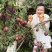 果美李子树苗