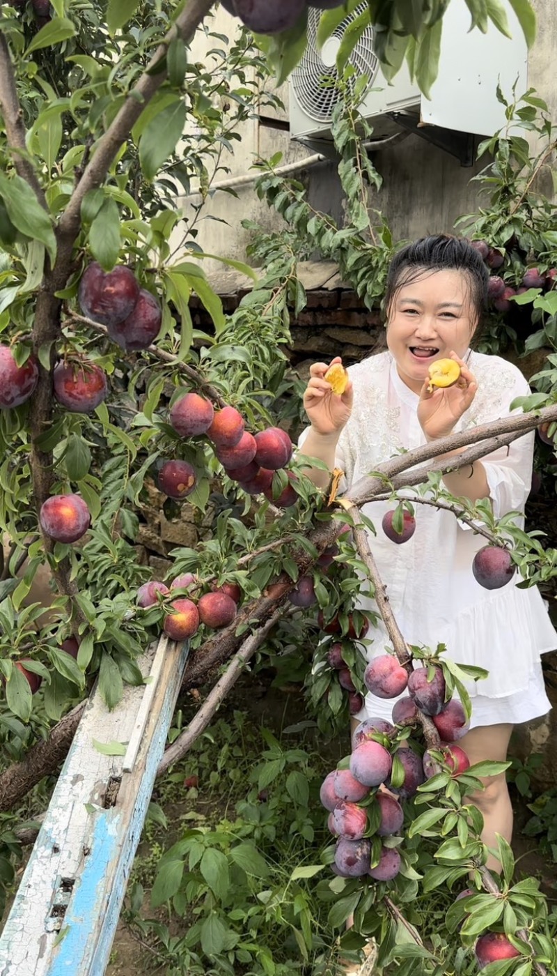 果美李子树苗