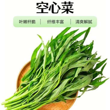 河北邯郸空心菜产地发货质量保证量大从优对接全国