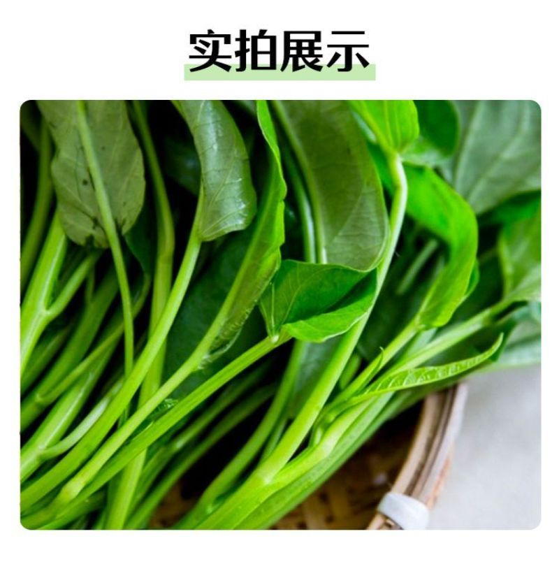 河北邯郸空心菜产地发货质量保证量大从优对接全国