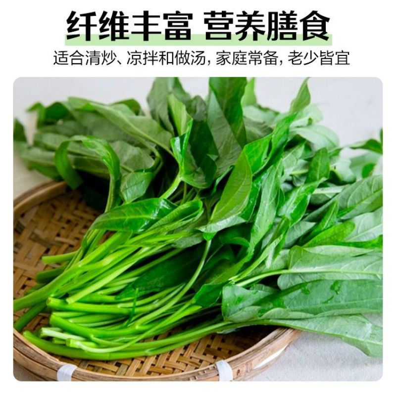 河北邯郸空心菜产地发货质量保证量大从优对接全国