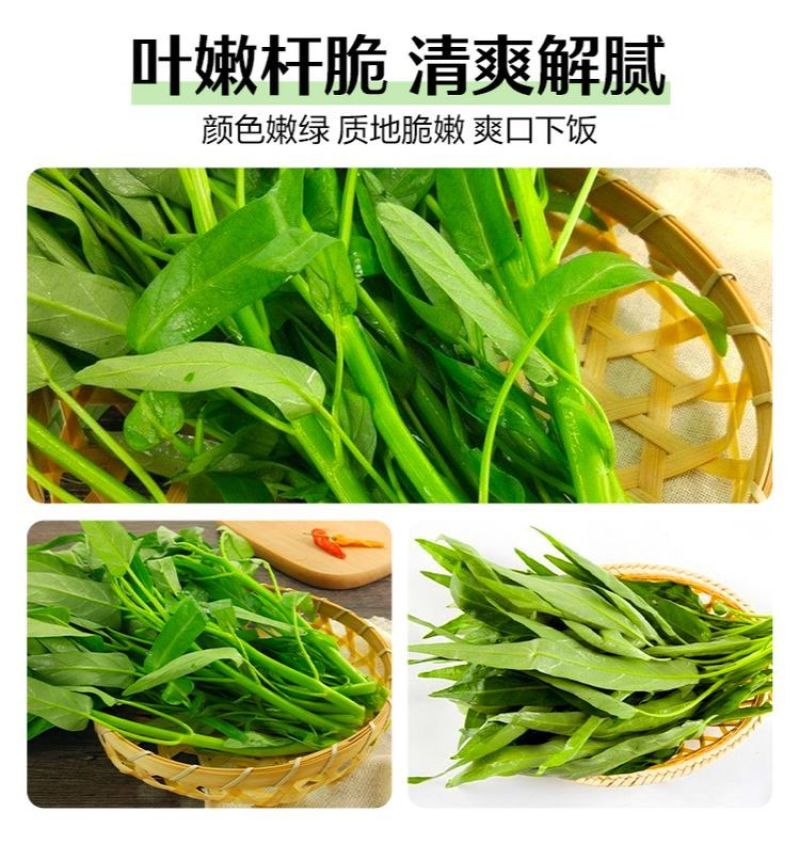 河北邯郸空心菜产地发货质量保证量大从优对接全国