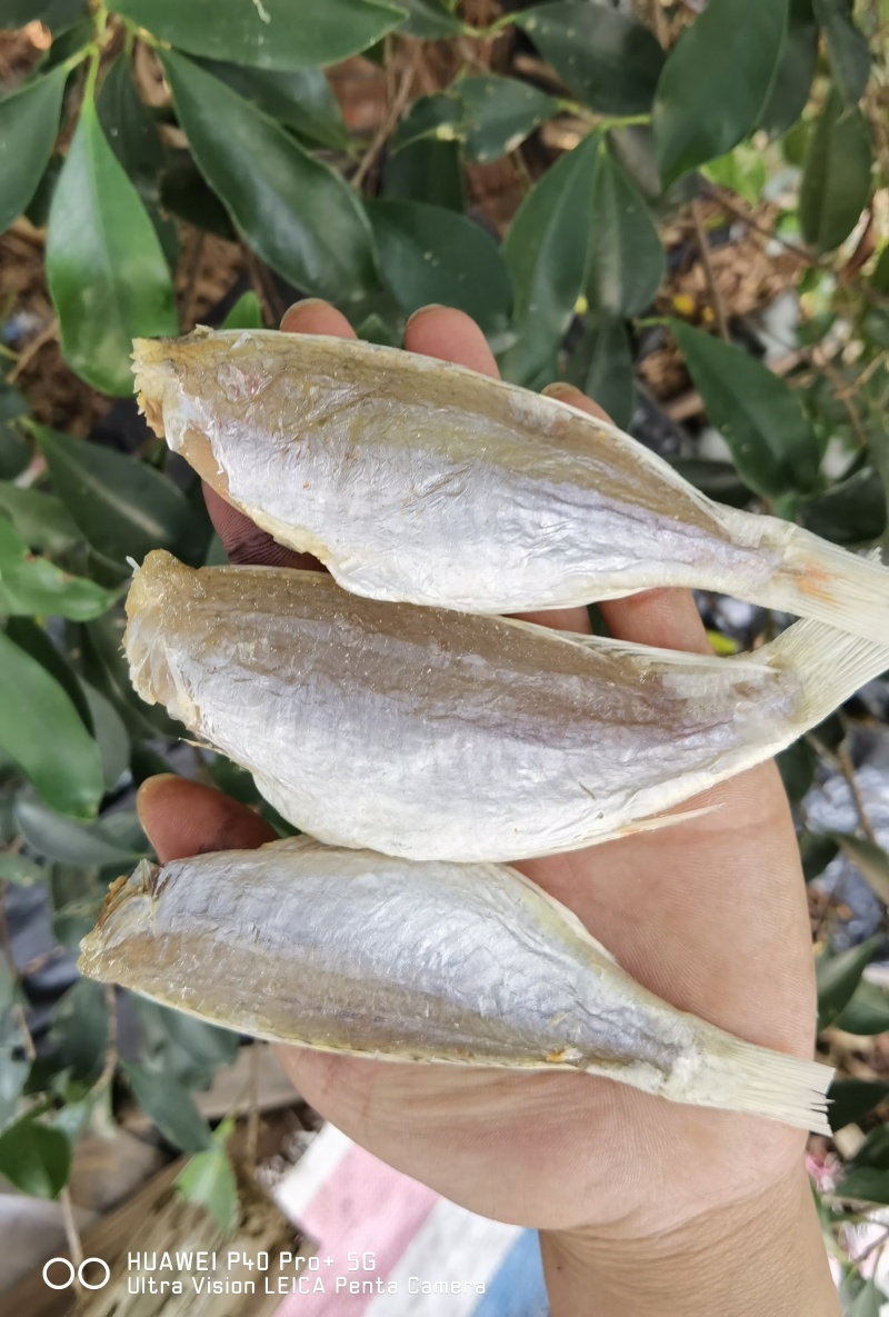 红杉鱼干