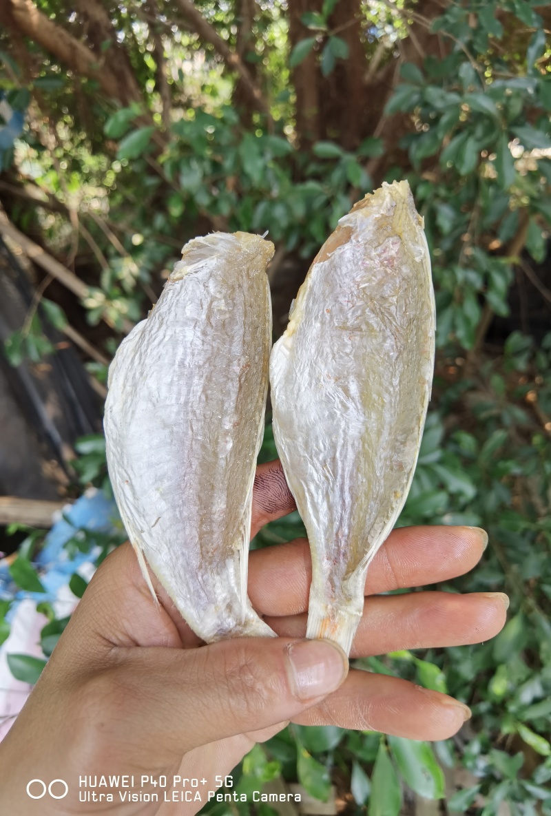 红杉鱼干