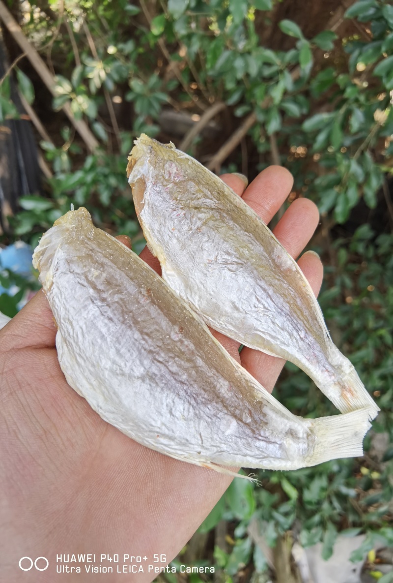 红杉鱼干